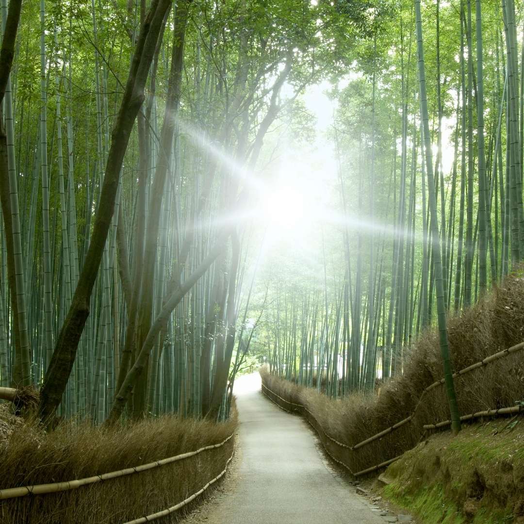 Rituale foreste di bambu